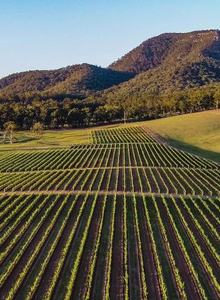 Sun rising over a vineyard in the Hunter Valley