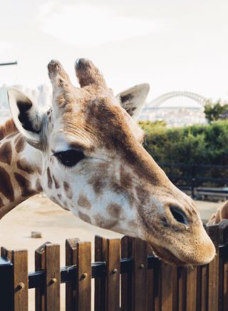 Taronga Zoo