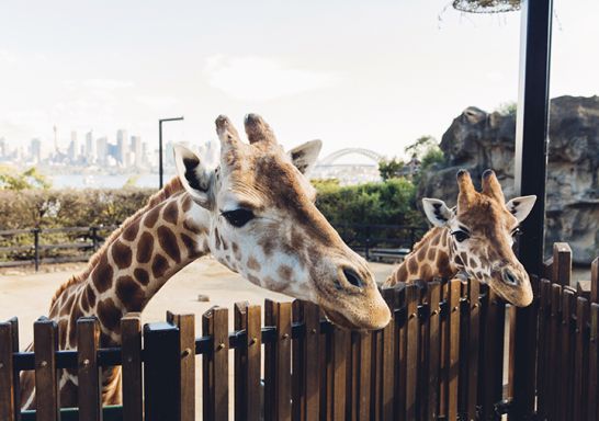 Curious giraffes at Taronga Zoo in Mosman, Sydney