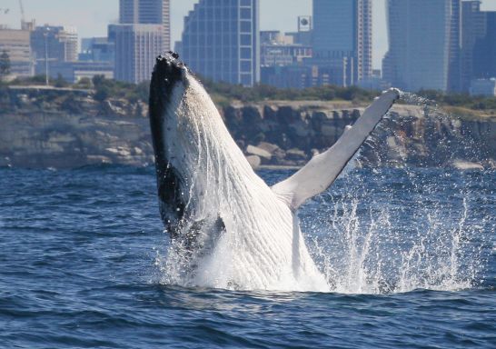 Whale Watching in Sydney