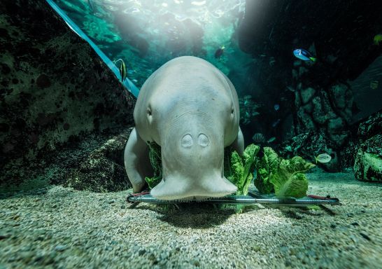 Dugong in SEA LIFE Sydney Aquarium