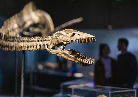 Australian National Maritime Museum - Darling Harbour - Dinosaur Skeleton