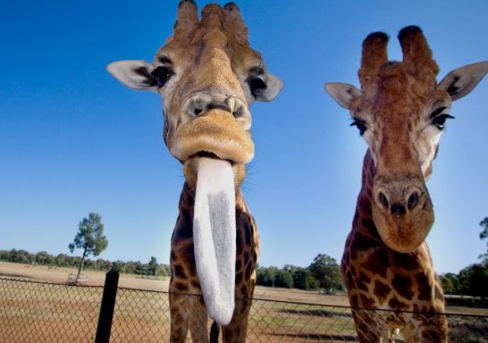 Two giraffes sticking their tongues out close up – Taronga Western Plains Zoo – Dubbo – Country NSW