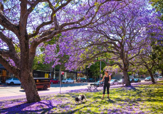 Jacarandas in Paddington